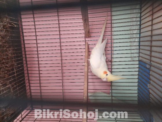 Cockatiel male